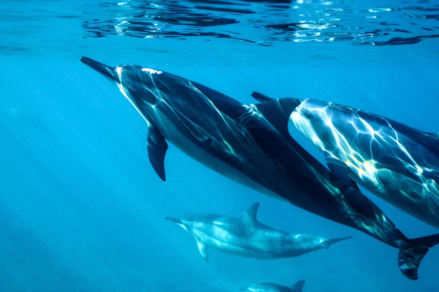 Wild dolphins in the coastal water